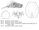 Euchlanis meneta