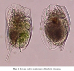 Euchlanis mikropous