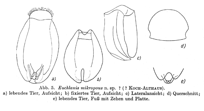 Euchlanis mikropous - Original description image