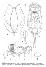 Euchlanis myersi