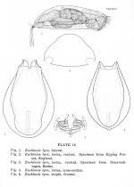 Euchlanis myersi