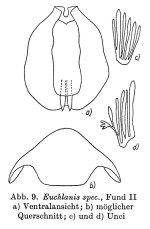 Euchlanis myersi