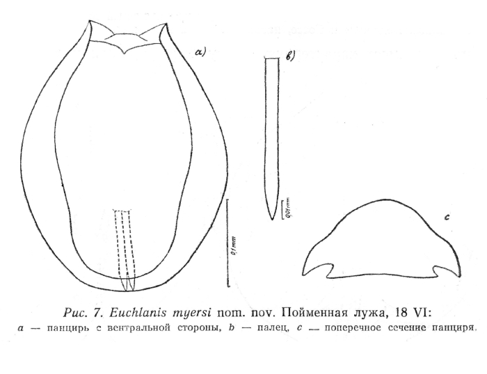 Euchlanis myersi - Original description image