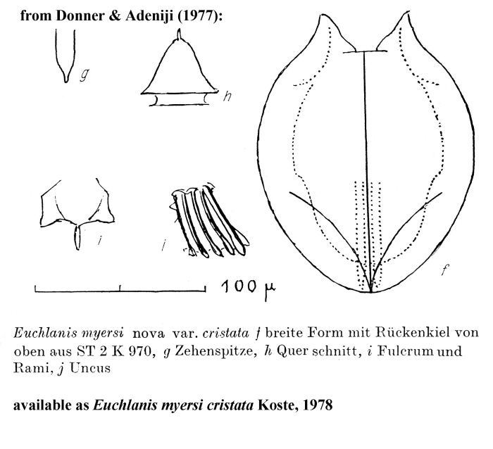 Euchlanis myersi var. cristata - Original description image