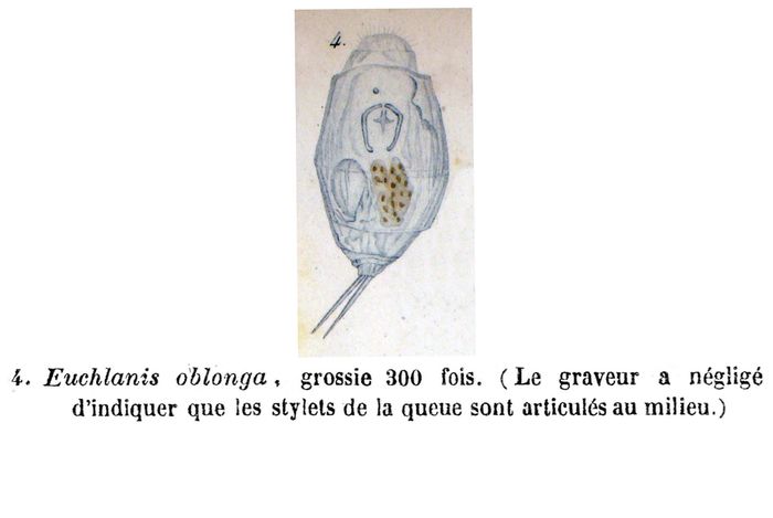 Euchlanis oblonga - Original description image