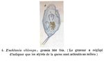 Euchlanis oblonga