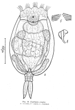 Euchlanis oropha