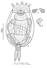 Euchlanis oropha