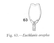 Euchlanis oropha