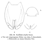 Euchlanis oropha