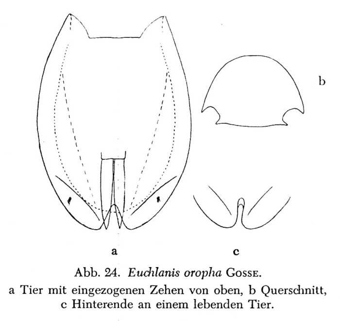 Euchlanis oropha Euchlanis oropha