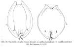 Euchlanis oropha