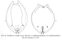 Euchlanis oropha