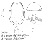 Euchlanis oropha