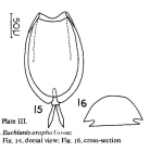 Euchlanis oropha