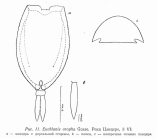 Euchlanis oropha