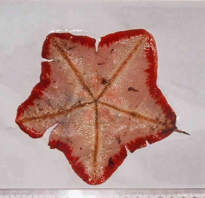 Anseropoda placenta (Pennant, 1777) Anseropoda placenta (Pennant, 1777)