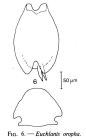 Euchlanis oropha