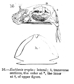 Euchlanis oropha - Original description image