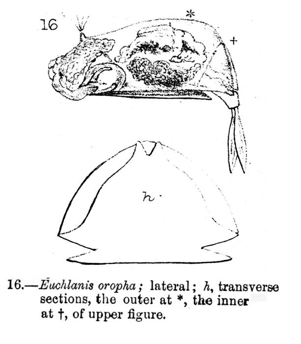 Euchlanis oropha Euchlanis oropha