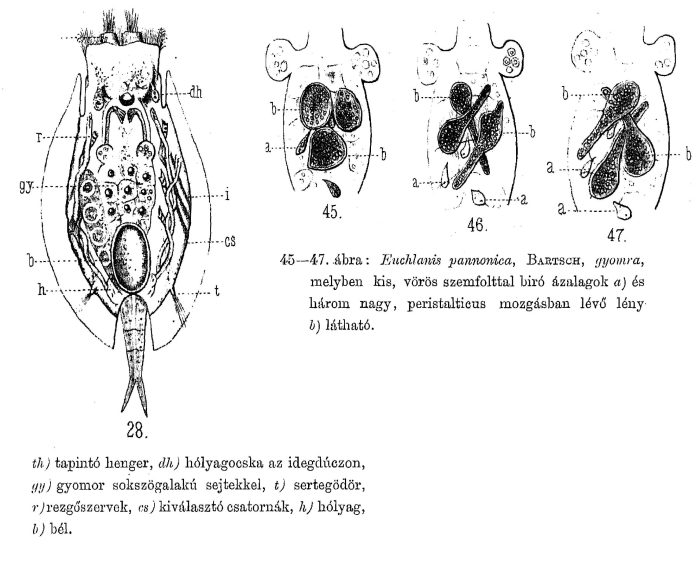 Euchlanis pannonica - Original description image