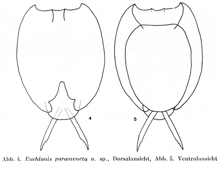 Euchlanis parameneta - Original description image