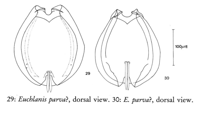 Euchlanis parva