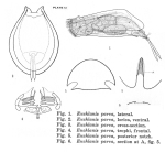 Euchlanis parva
