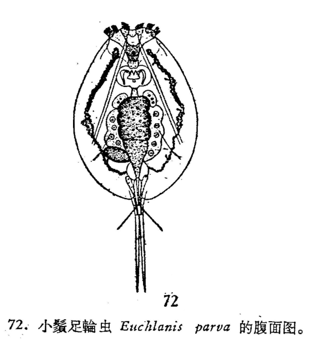 Euchlanis parva