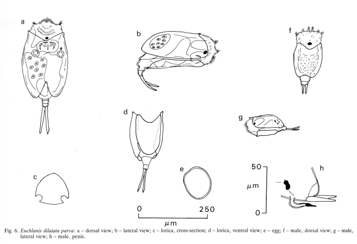 Euchlanis parva