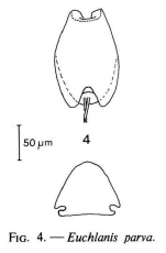 Euchlanis parva