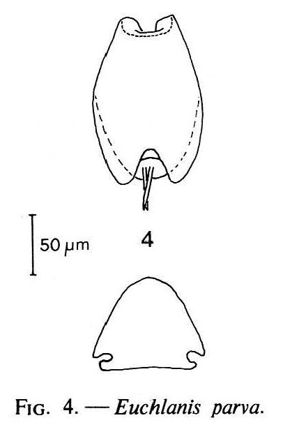 Euchlanis parva