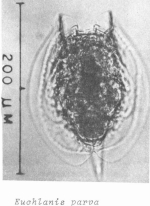 Euchlanis parva