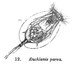 Euchlanis parva - Original description image