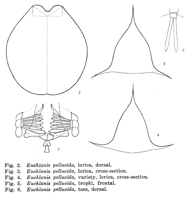 Euchlanis pellucida