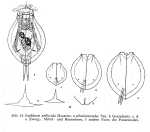 Euchlanis pellucida