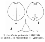 Euchlanis pellucida