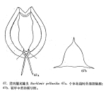 Euchlanis pellucida