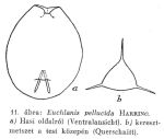 Euchlanis pellucida