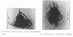 Euchlanis pellucida