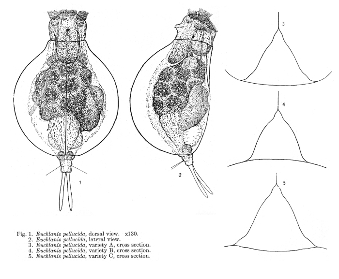 Euchlanis pellucida - Original description image