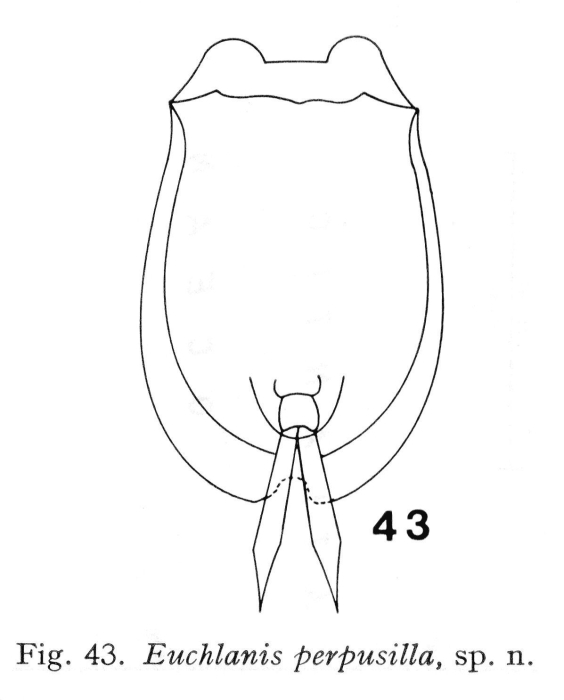 Euchlanis perpusilla - Original description image