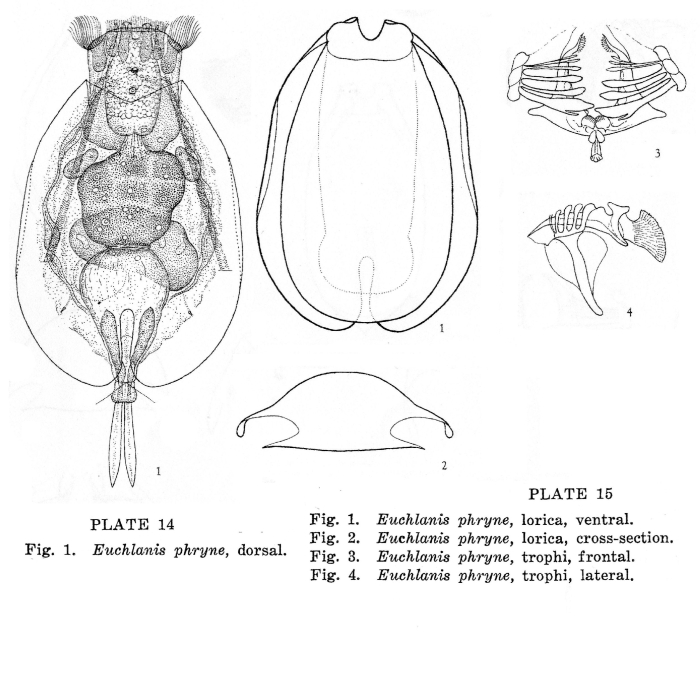 Euchlanis phryne - Original description image