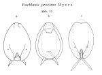 Euchlanis proxima