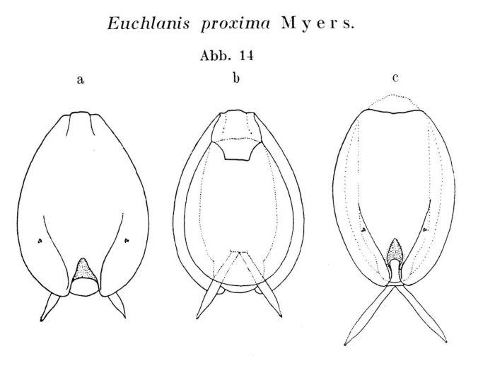 Euchlanis proxima