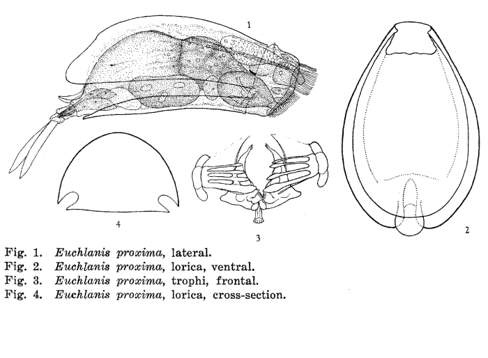 Euchlanis proxima - Original description image