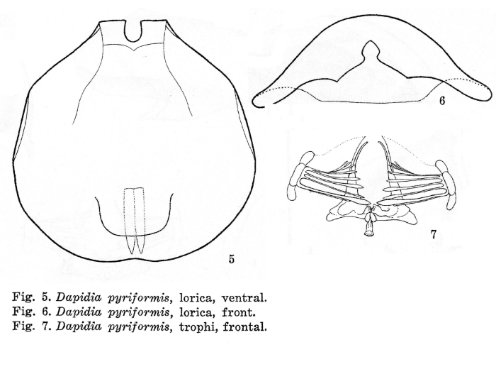 Euchlanis pyriformis