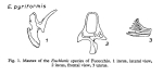 Euchlanis pyriformis