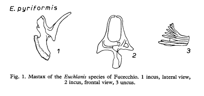 Euchlanis pyriformis
