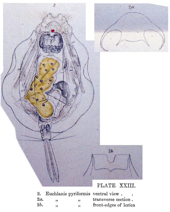Euchlanis pyriformis